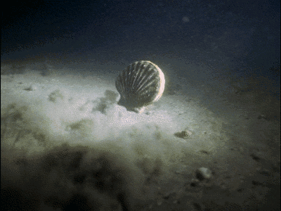 1523532887105434.gif 0.gif