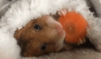 1524048883960361.gif 201804180335031524036903201_small.gif