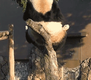 bb5a00abcdd849e0ba3fbff7c4918012.gif