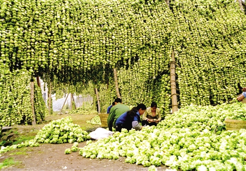 涪陵榨菜进行风脱水晾晒