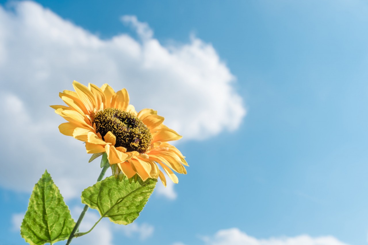摄图网_500530563_banner_阳光下的向日葵(非企业商用).jpg