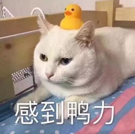d69ebdff663745ef87e8e46555f43511.013.jpeg